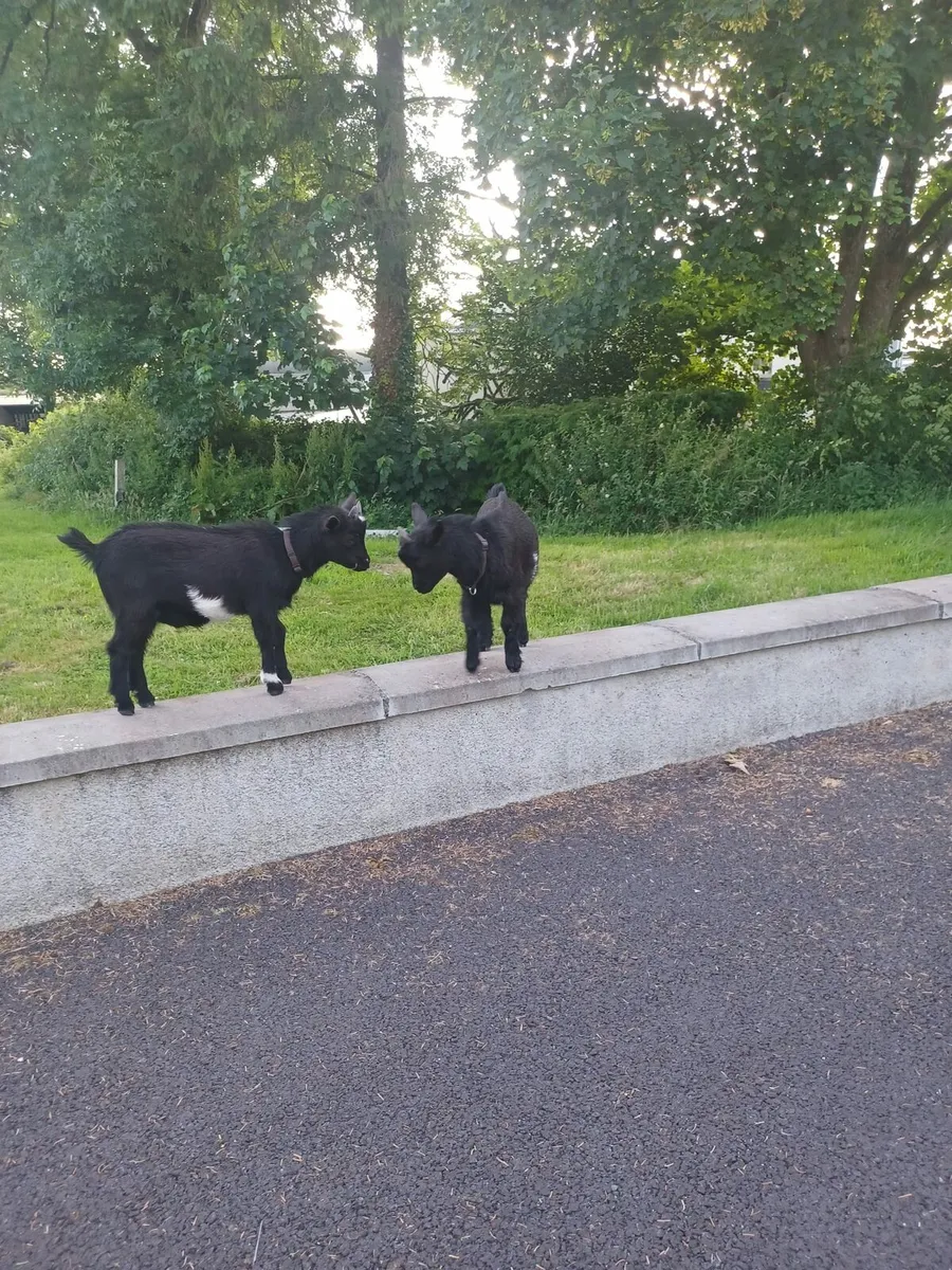 Pygmy goats - Image 3
