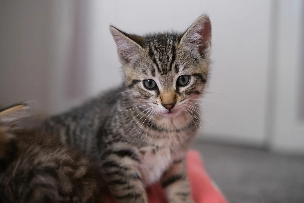 Kittens - Image 1