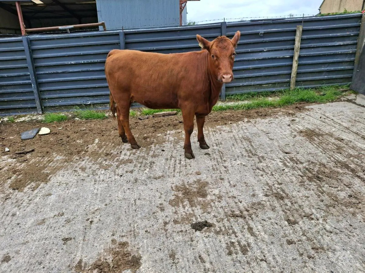 Breeding heifer - Image 1