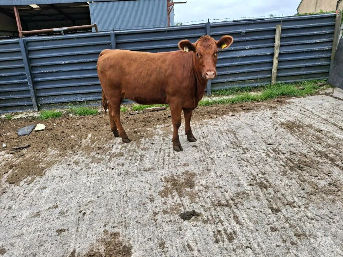 Breeding heifer - Image 2