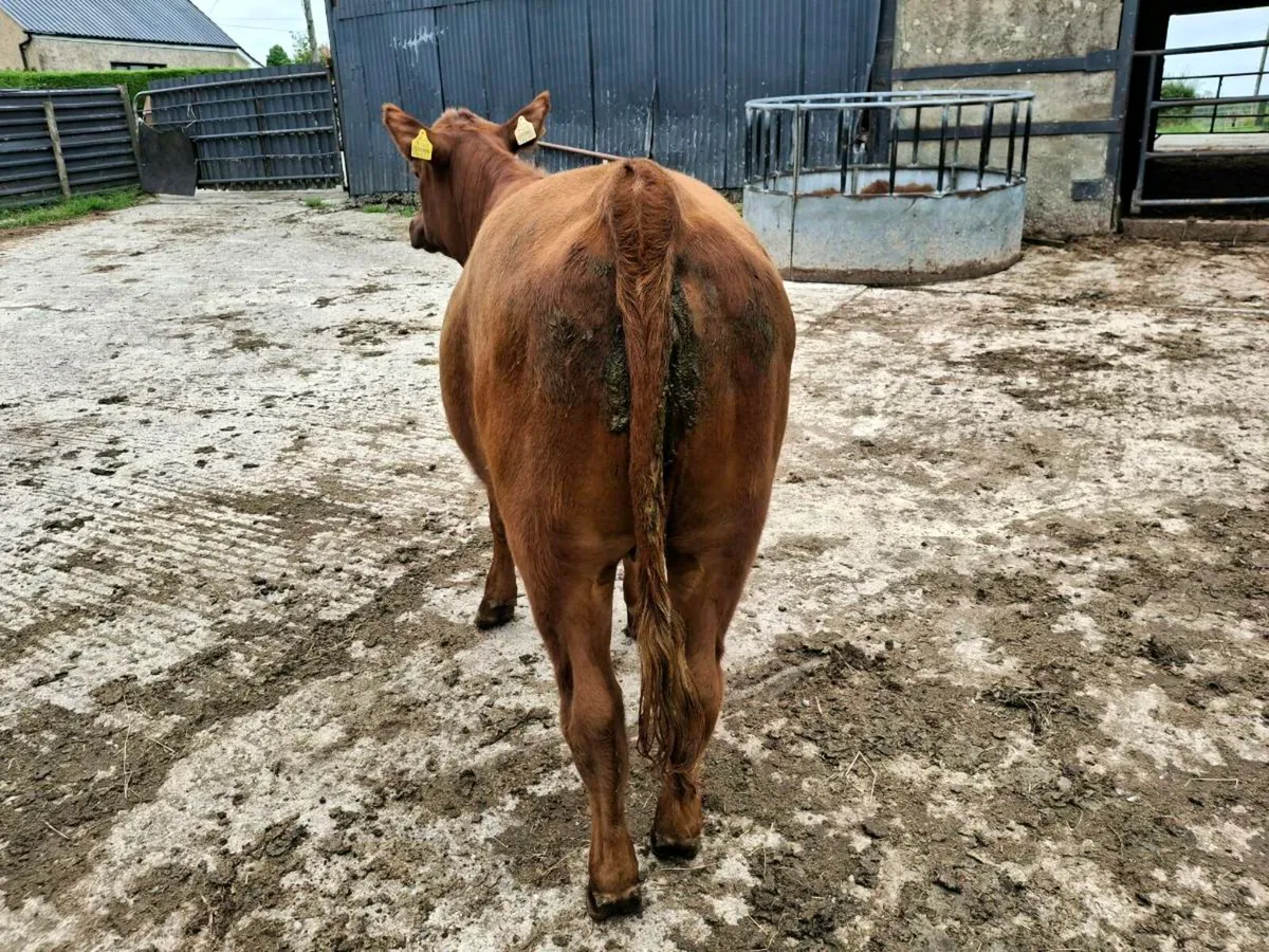 Breeding heifer - Image 3