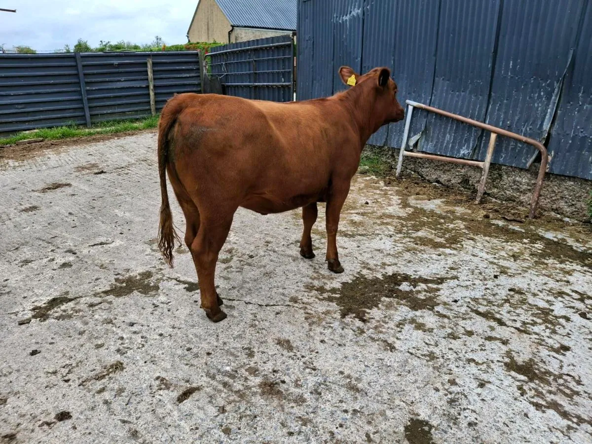 Breeding heifer - Image 4