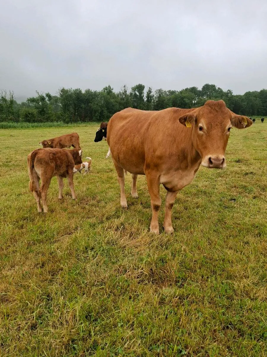 Cow and calf organic - Image 1