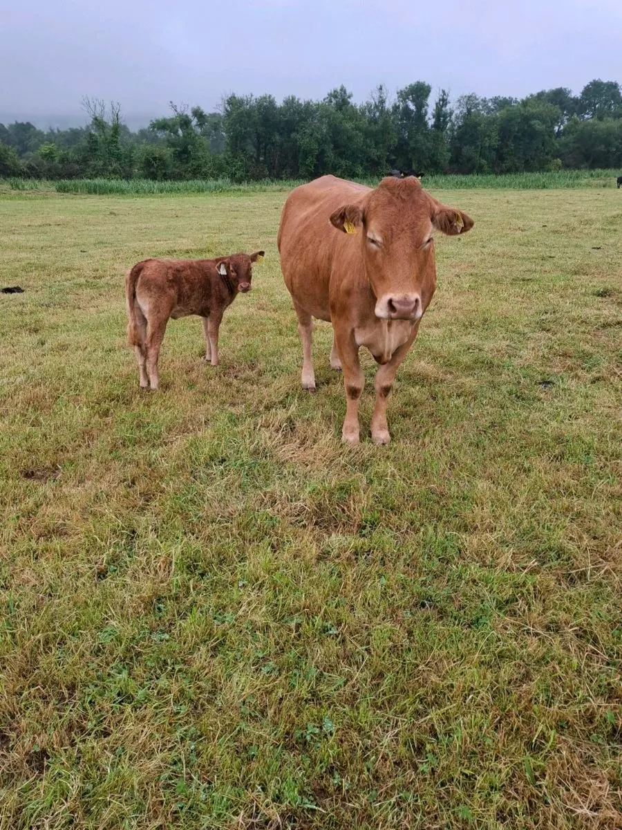 Cow and calf organic - Image 2
