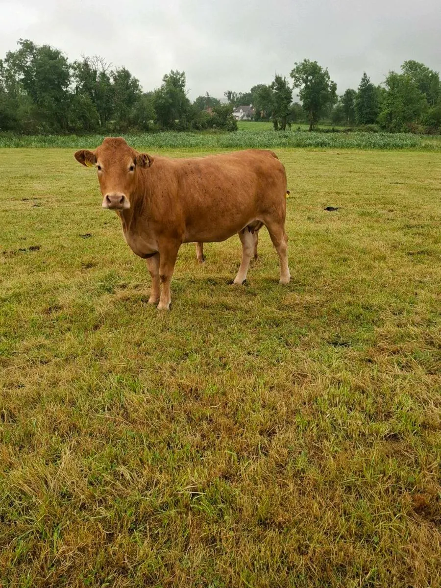 Cow and calf organic - Image 3