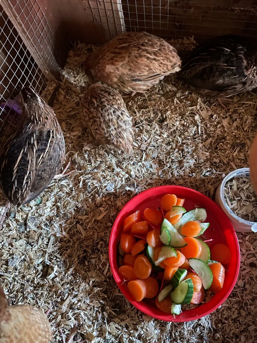 Quail for sale all this years birds