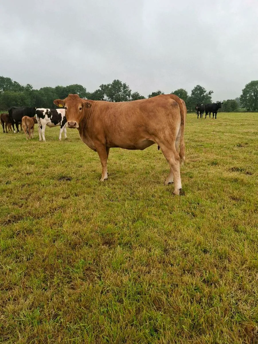 Cow and calf organic - Image 4