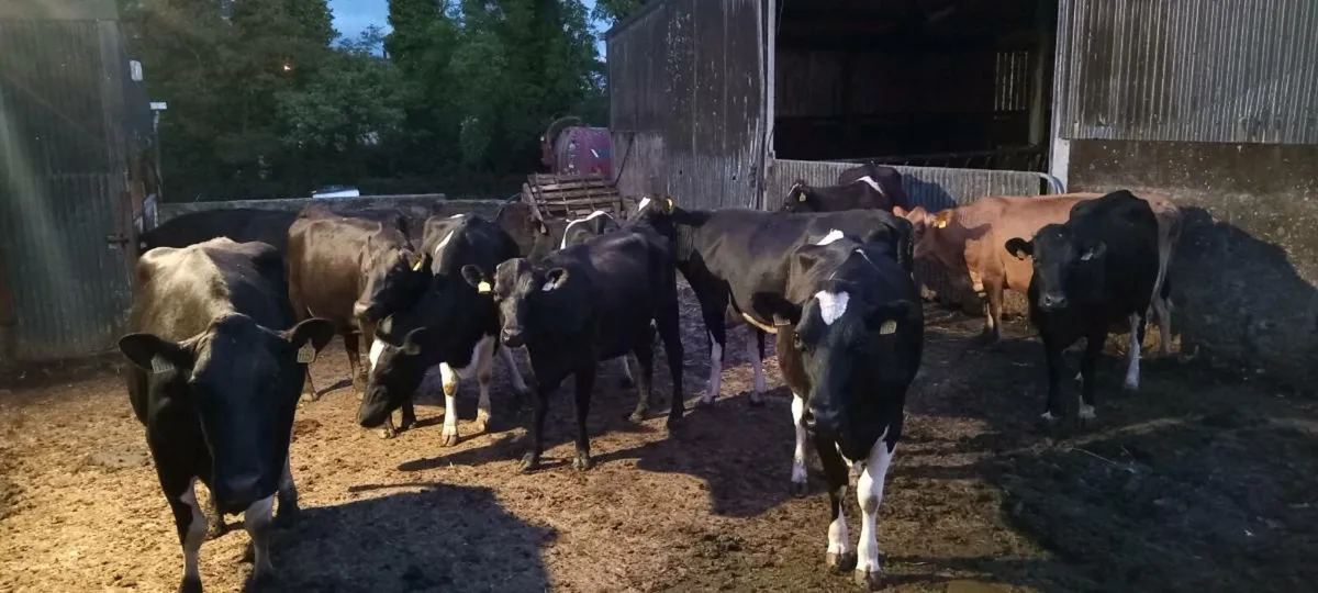 16 proper friesian young milking cows - Image 2