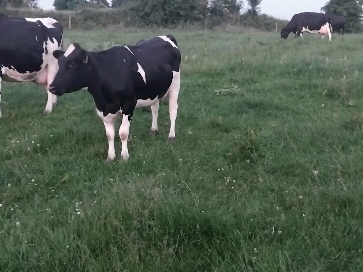 16 proper friesian young milking cows - Image 3