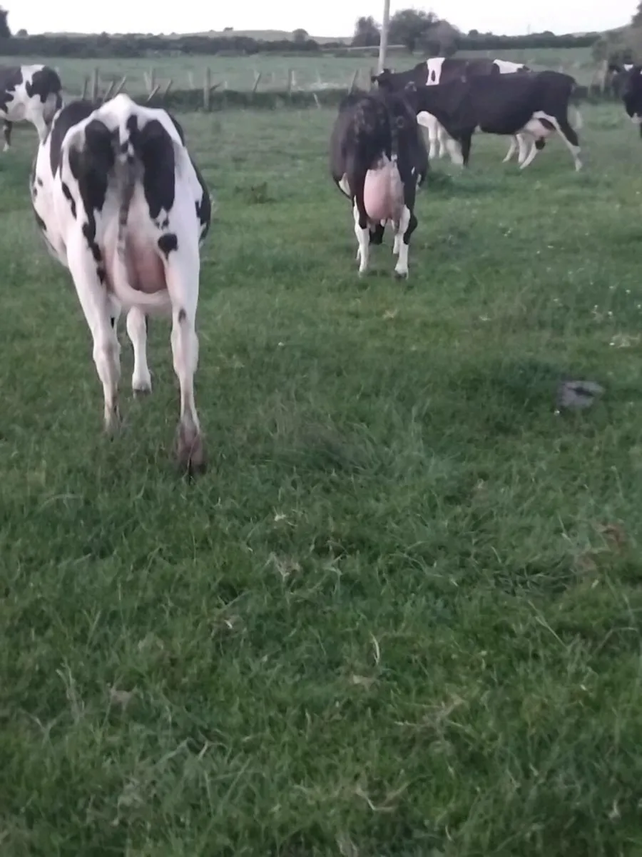 16 proper friesian young milking cows - Image 1