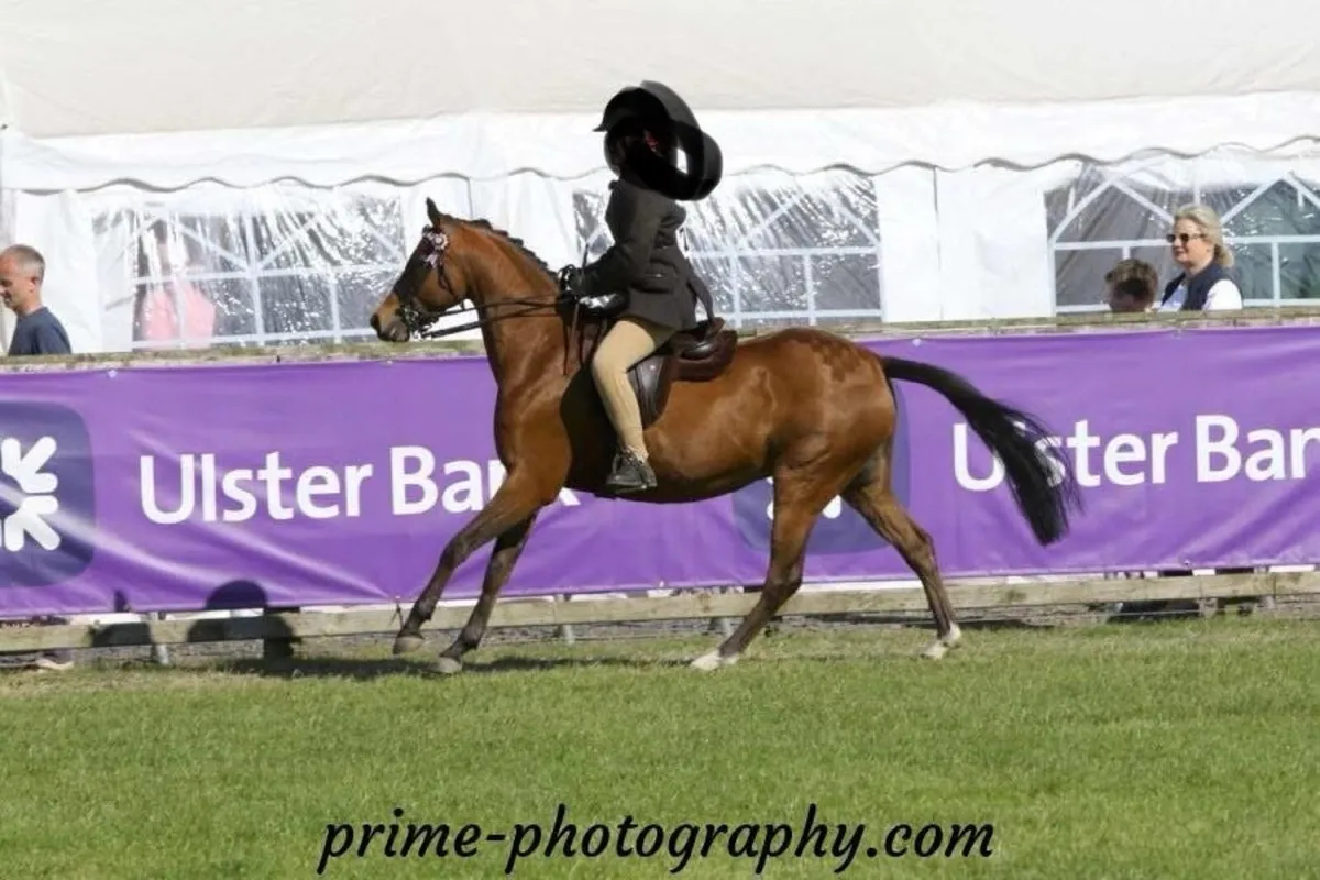 Allrounder 12.2h 10 yo Welsh Section B - Image 1