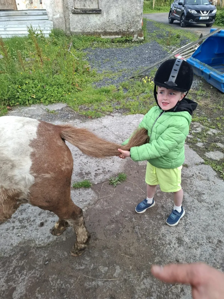 Super Kid's Pony - Image 2