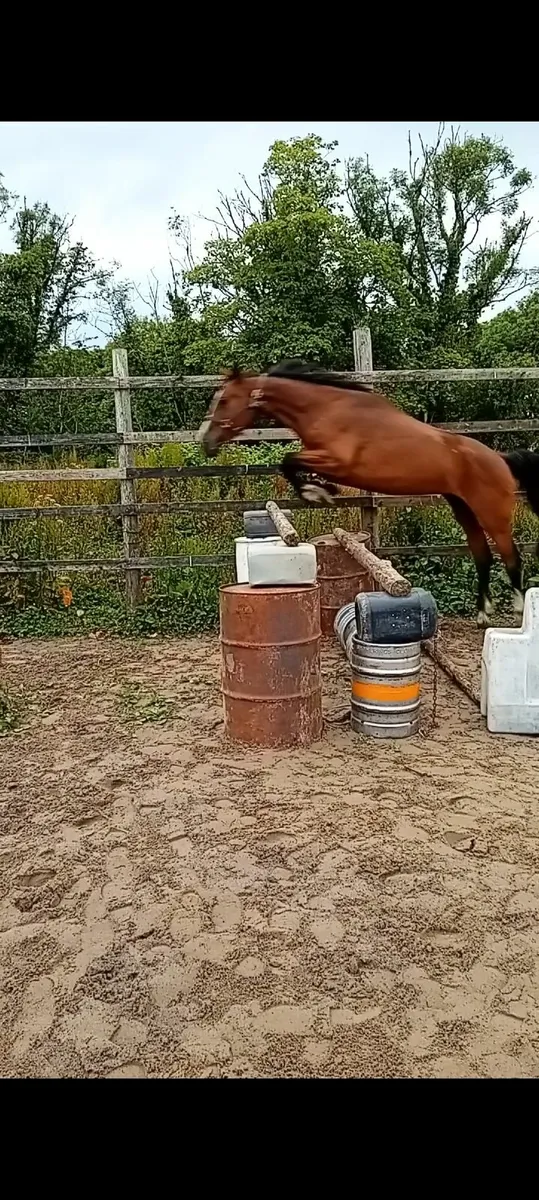 Jumping horse - Image 1