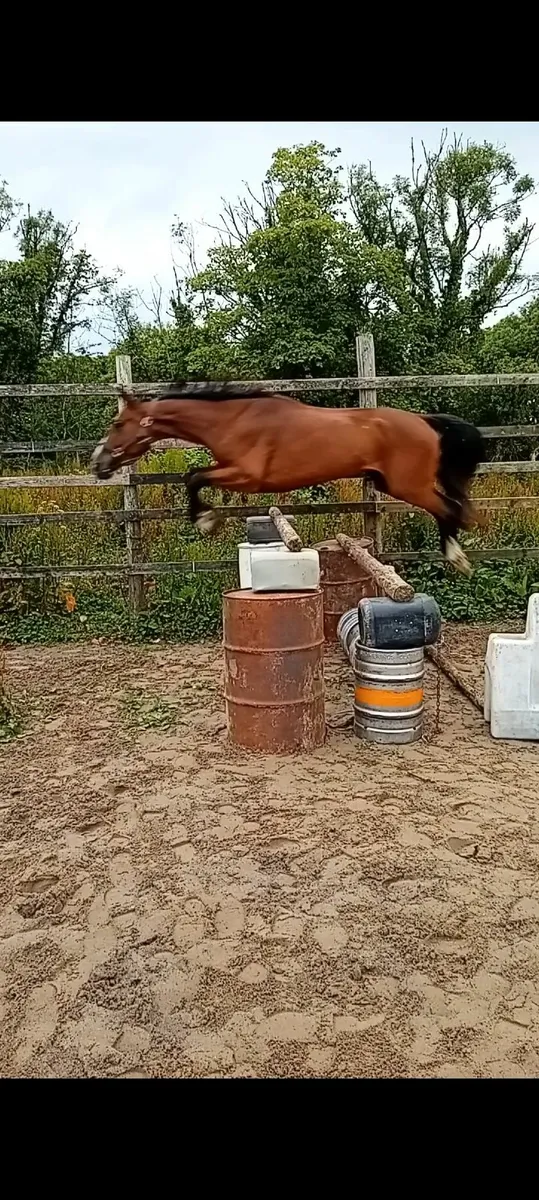 Jumping horse - Image 3