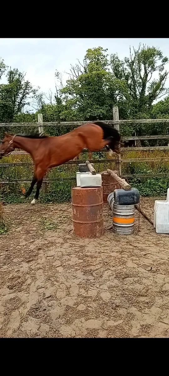 Jumping horse - Image 4