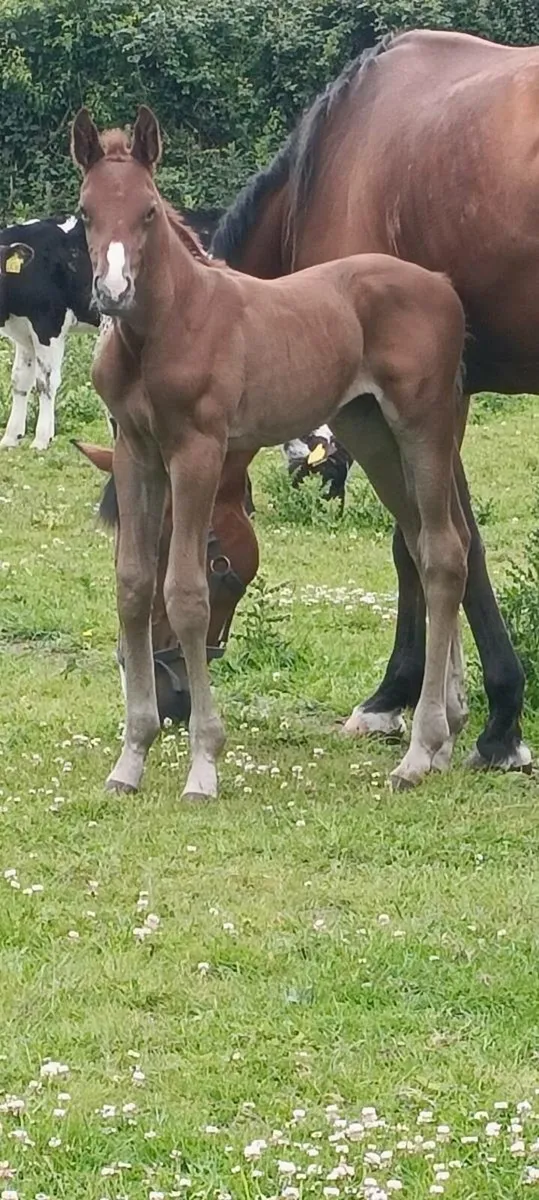 Colt foal x durango vdl - Image 1