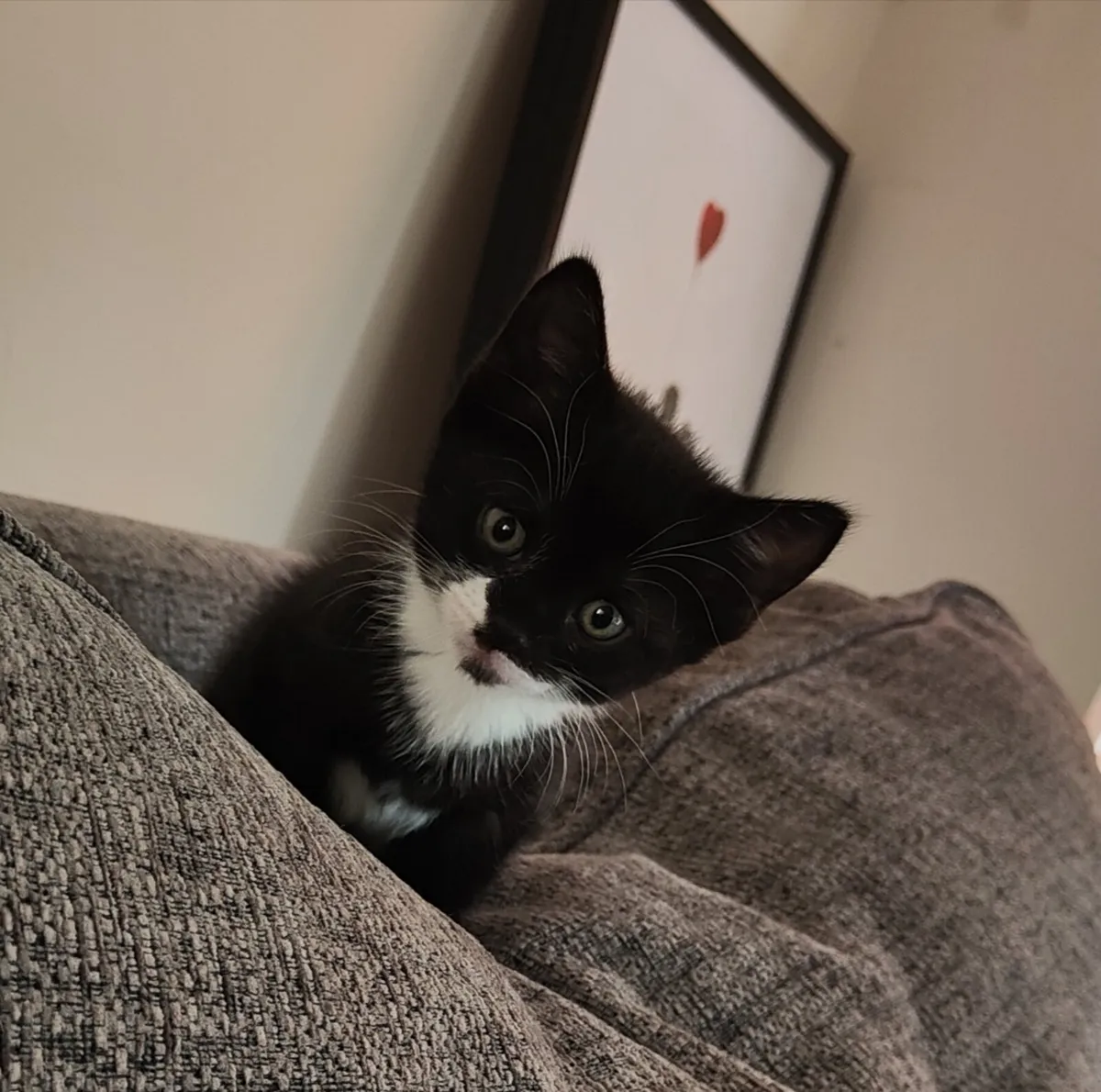 Kittens - Image 4