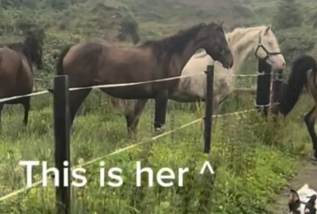 4yo TIH in in foal to perlino Connemara. €ONO - Image 1