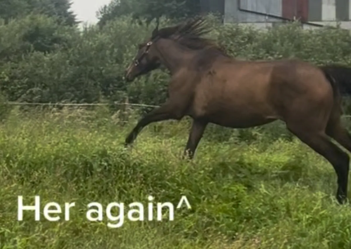 4yo TIH in in foal to perlino Connemara. €ONO - Image 2