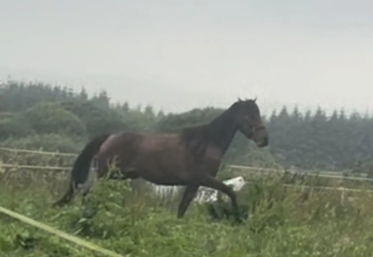 4yo TIH in in foal to perlino Connemara. €ONO - Image 3