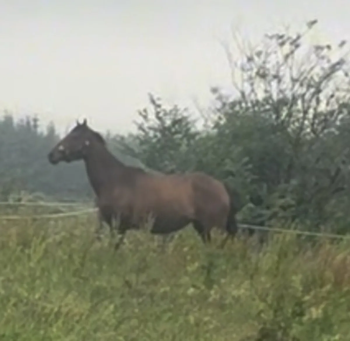 4yo TIH in in foal to perlino Connemara. €ONO - Image 4