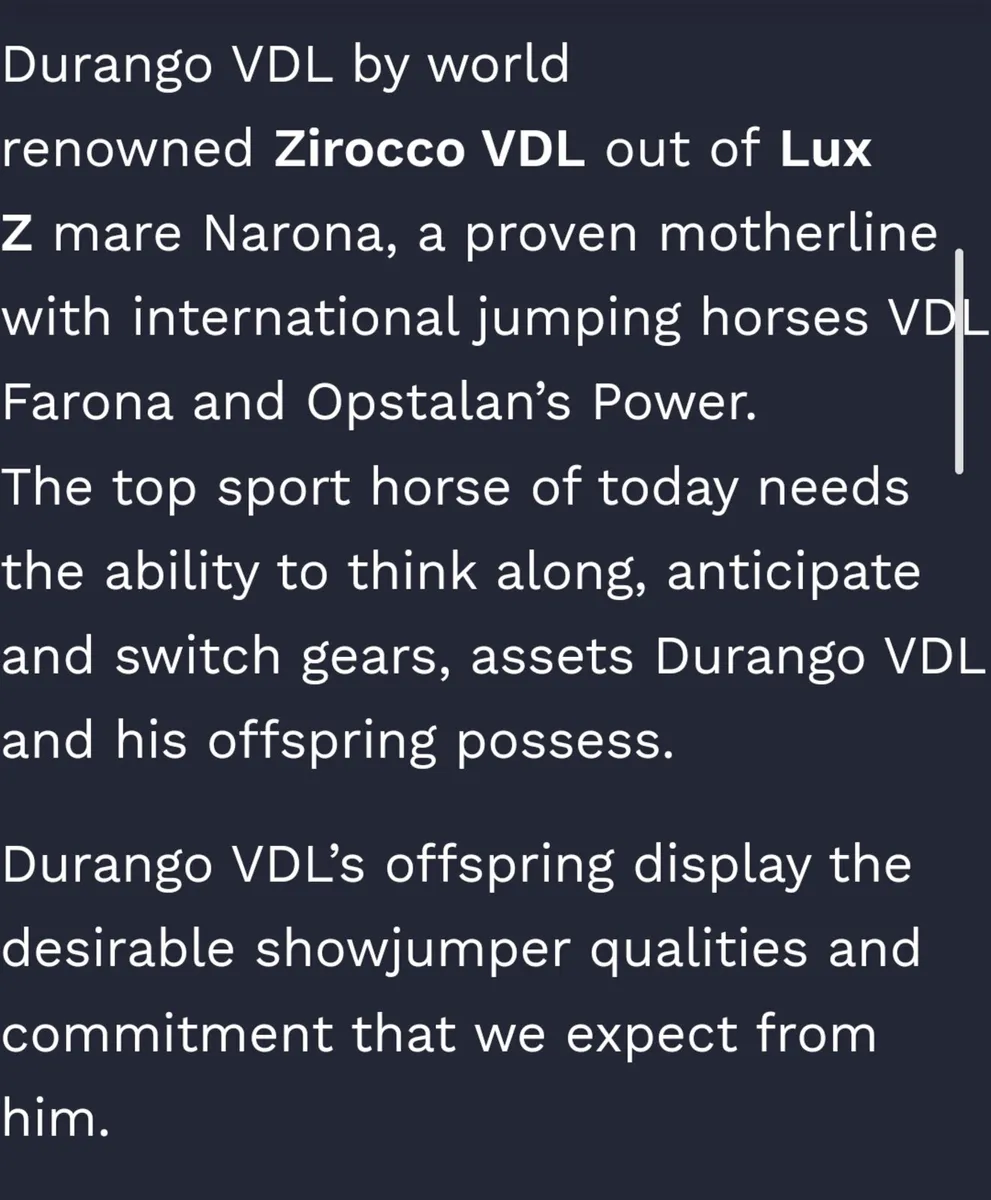 Colt foal x durango vdl - Image 2