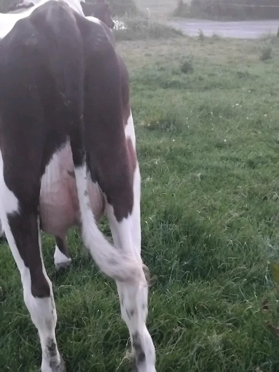 16 proper friesian young milking cows - Image 4