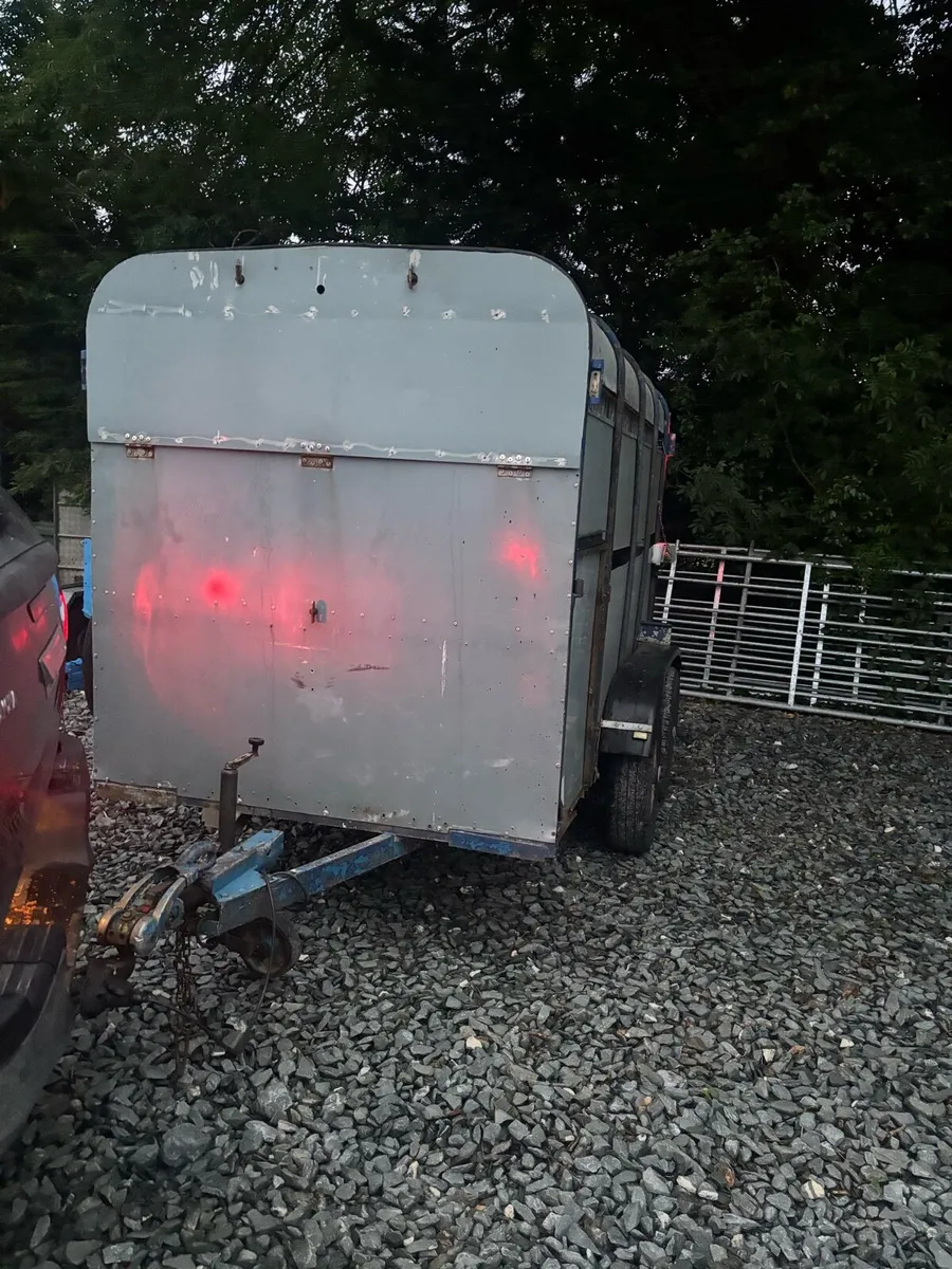 Delaneys cattle trailer - Image 4