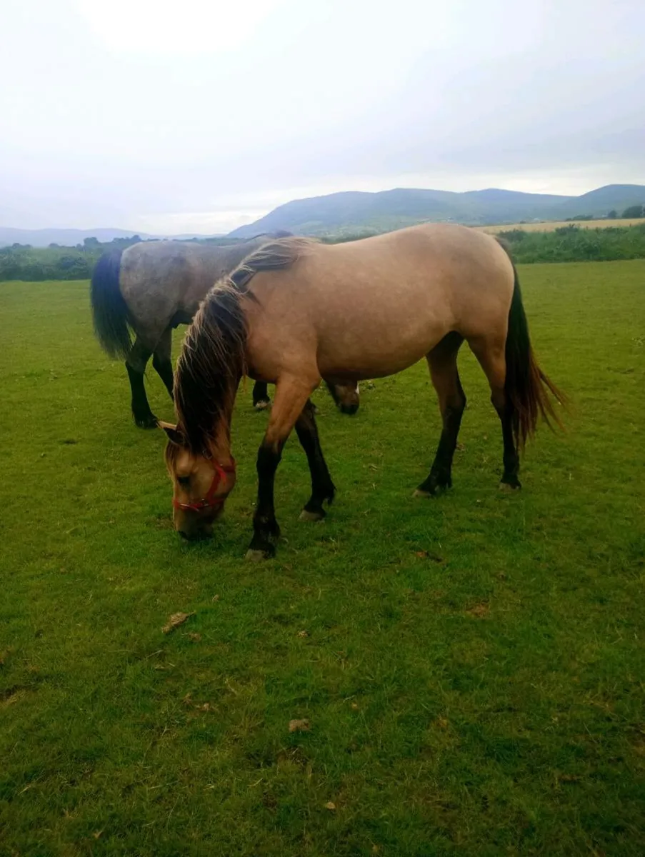 Sport horse filly dun - Image 3
