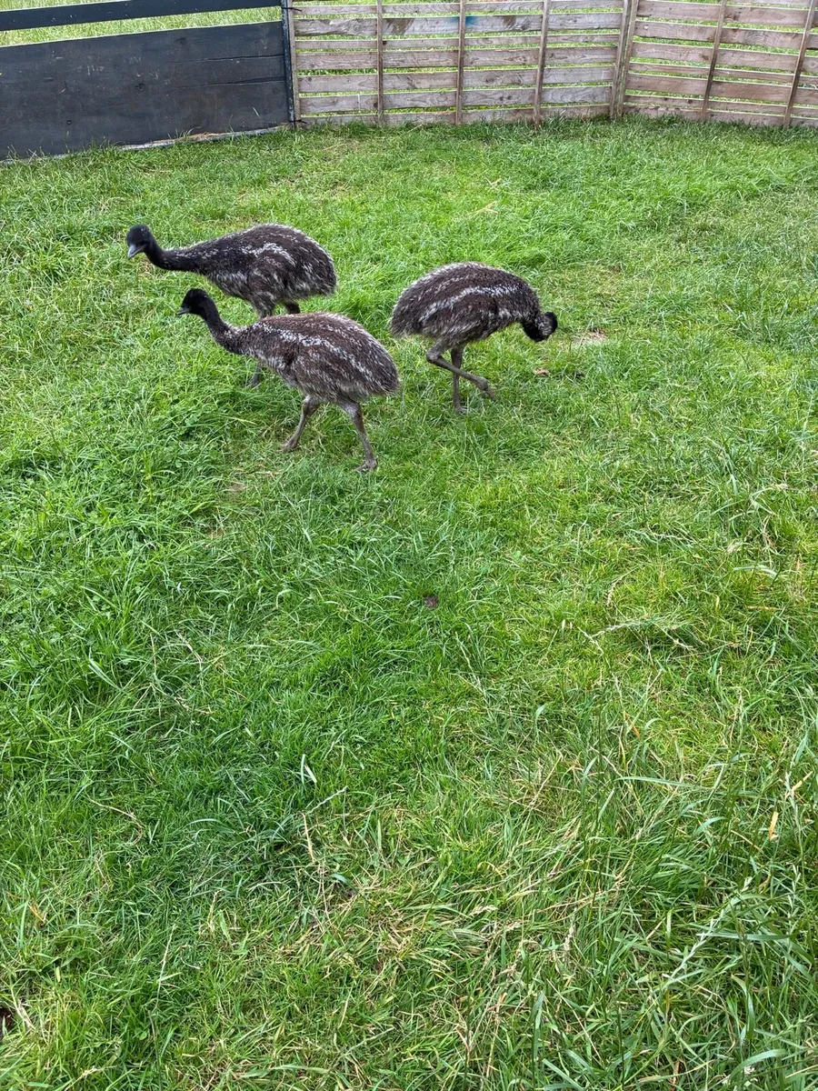 Emu Chicks - Image 1