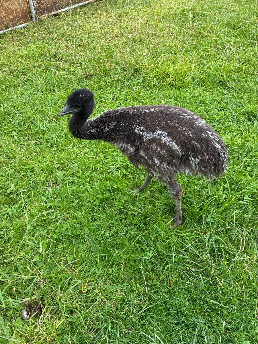 Emu Chicks - Image 3