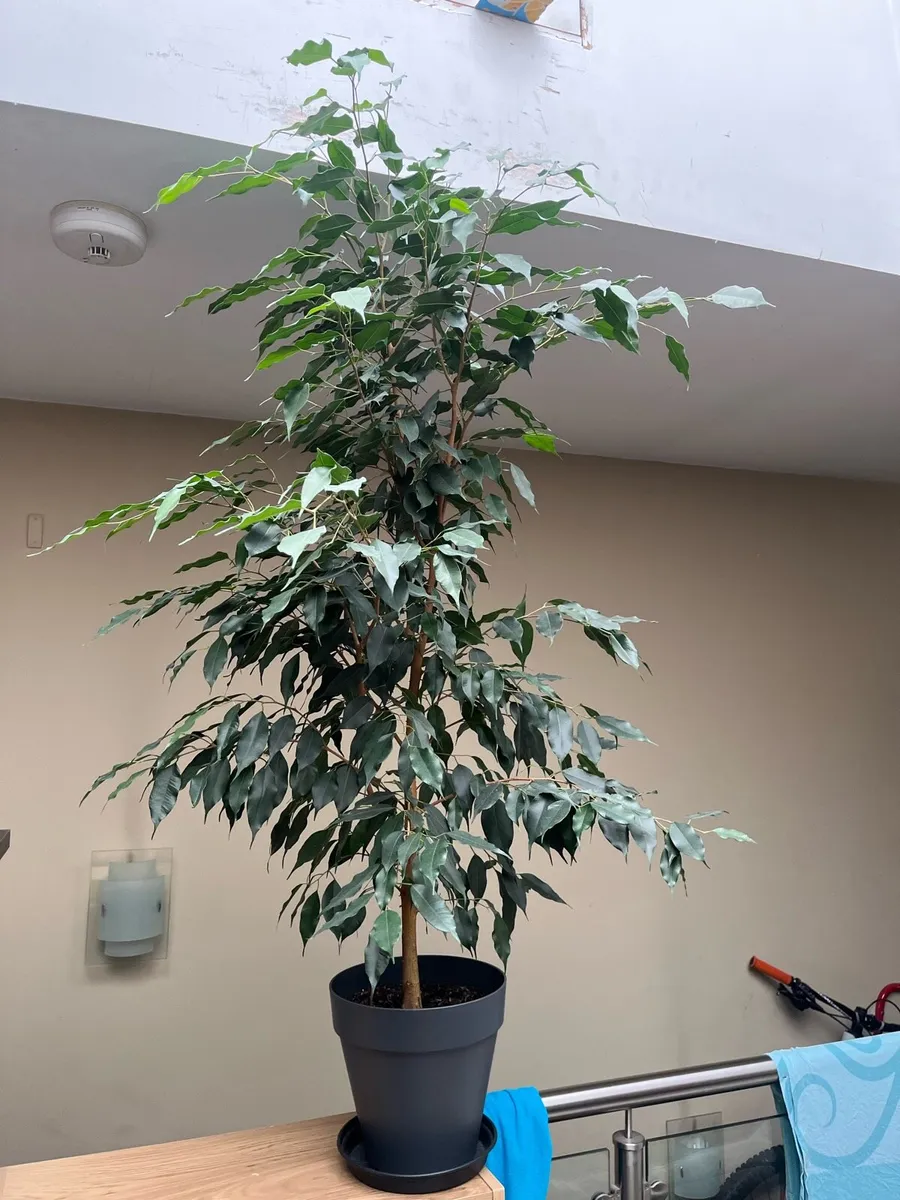 Indoor flowers - Image 1