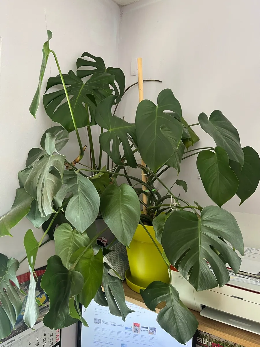 Indoor flowers - Image 2