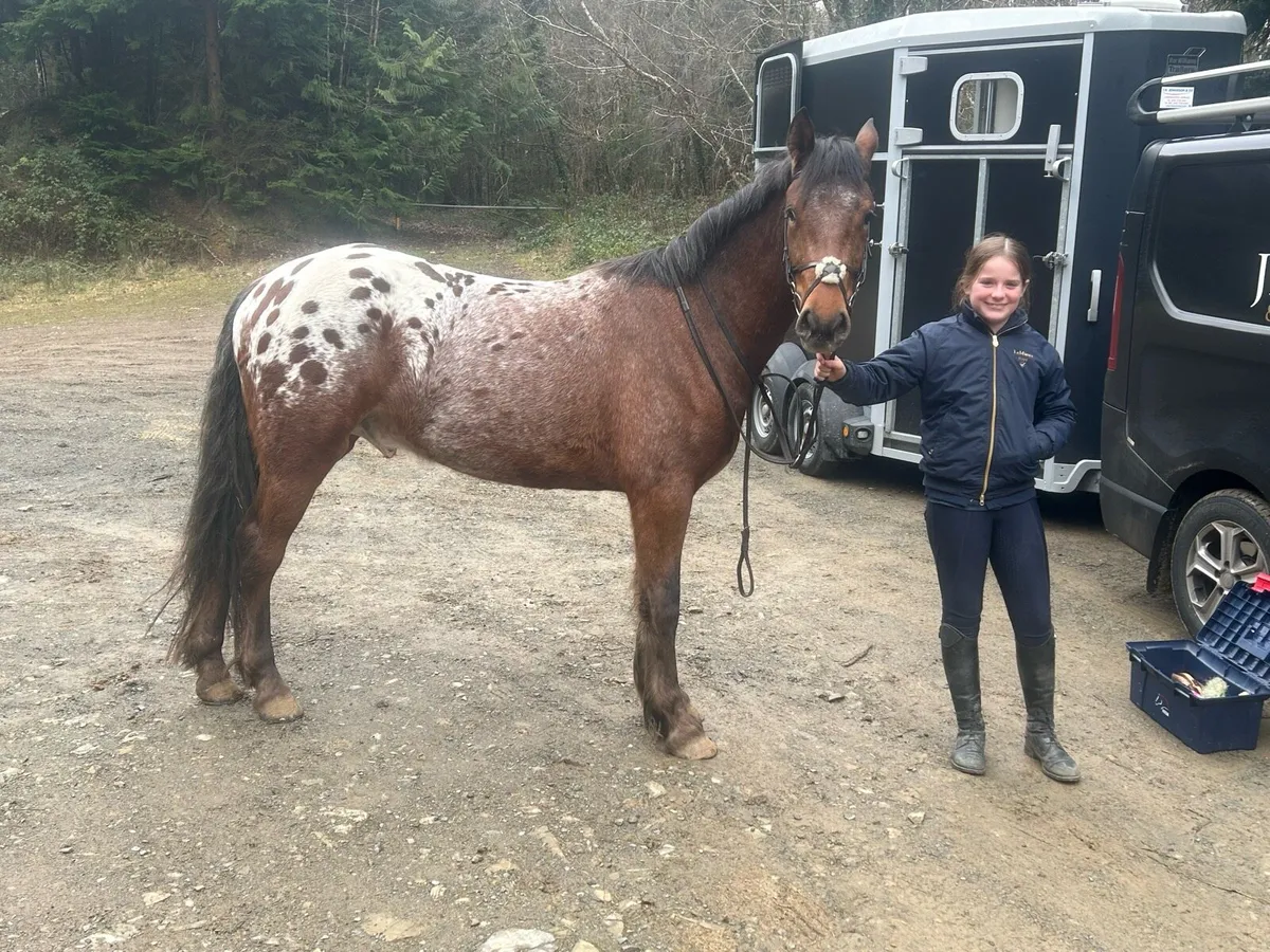 Lot 8 Gorsebridge Tuesday - Image 2