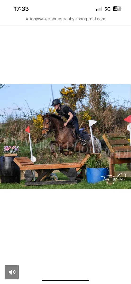 Lot 8 Gorsebridge Tuesday - Image 3