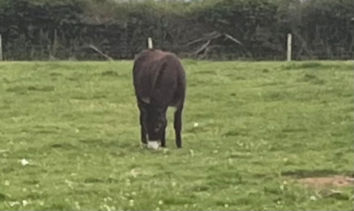 Jack Donkey - Image 2