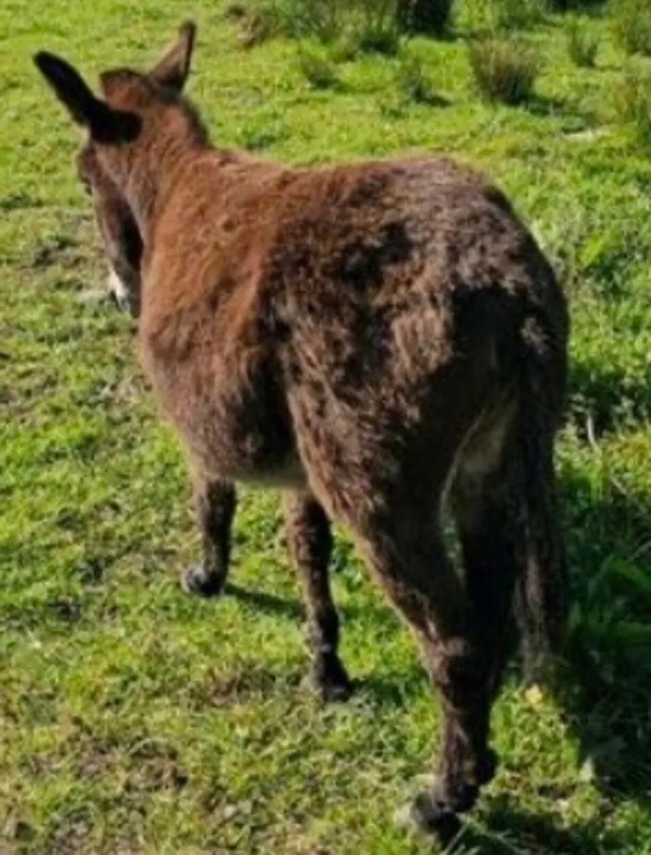 Jack Donkey - Image 3