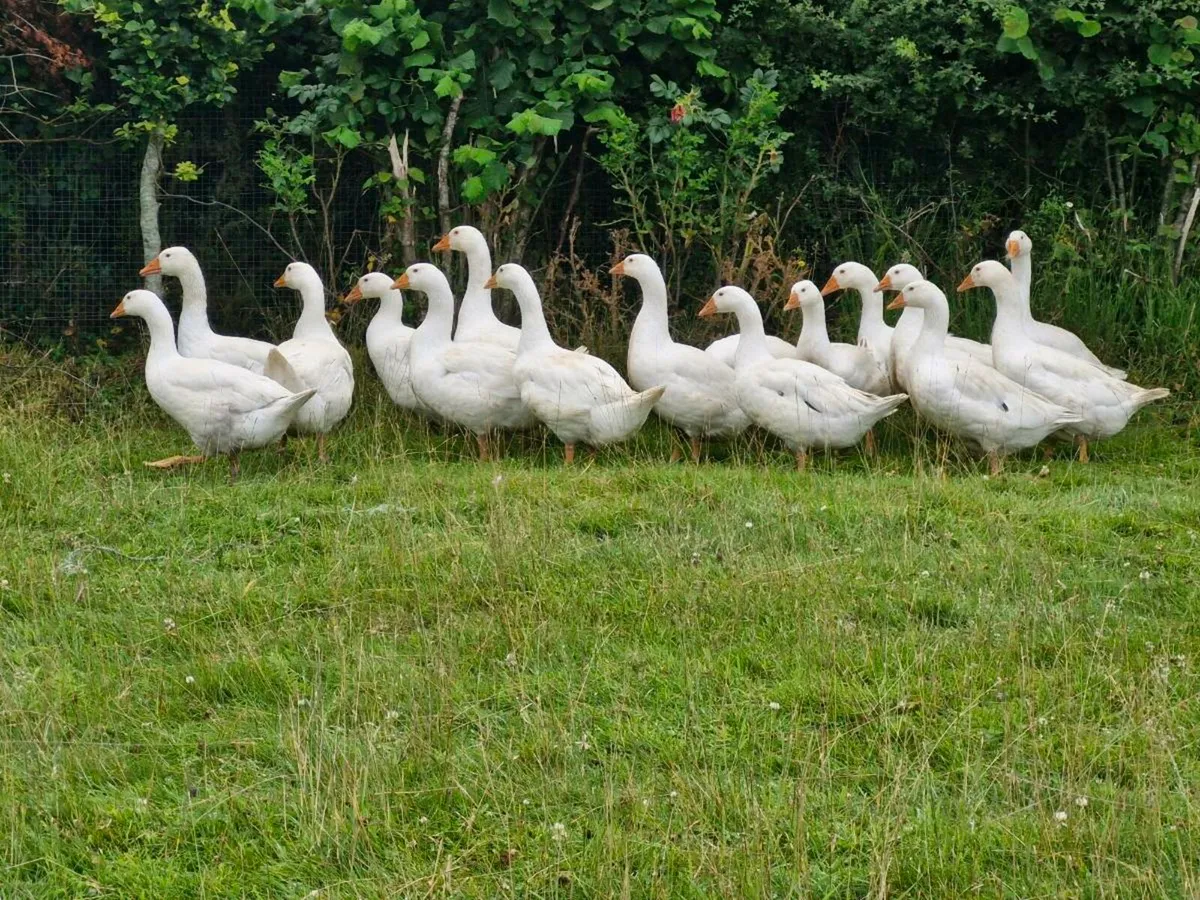 Goslings - Image 1