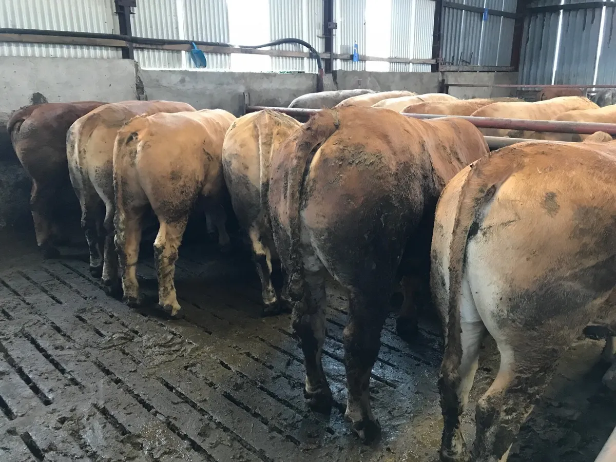 ⭐️ FORWARD CHAROLAIS BULLOCKS ⭐️ - Image 2