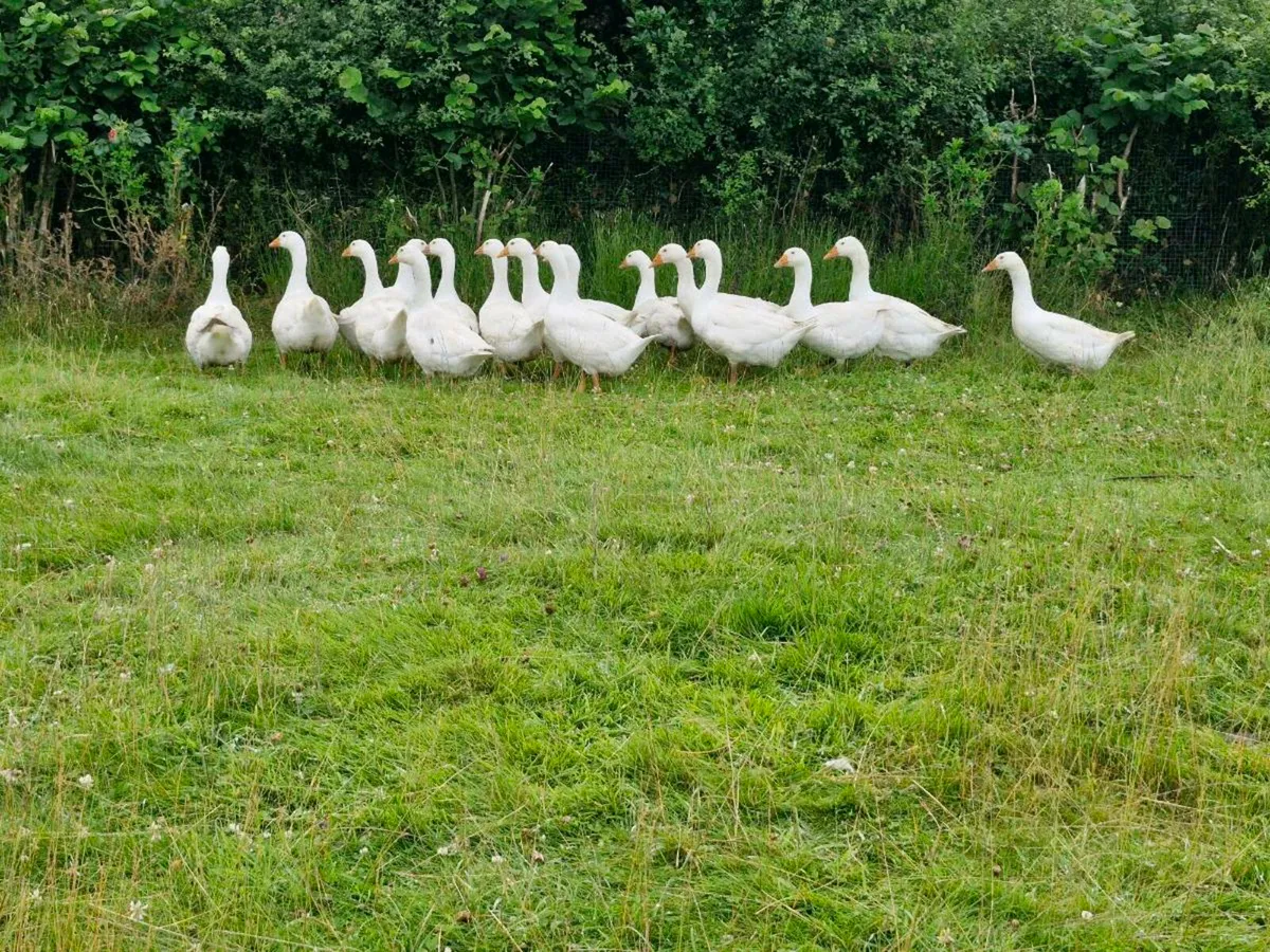 Goslings - Image 2