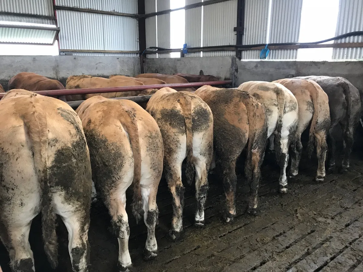 ⭐️ FORWARD CHAROLAIS BULLOCKS ⭐️ - Image 3