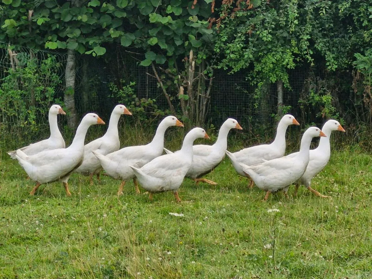 Goslings - Image 4