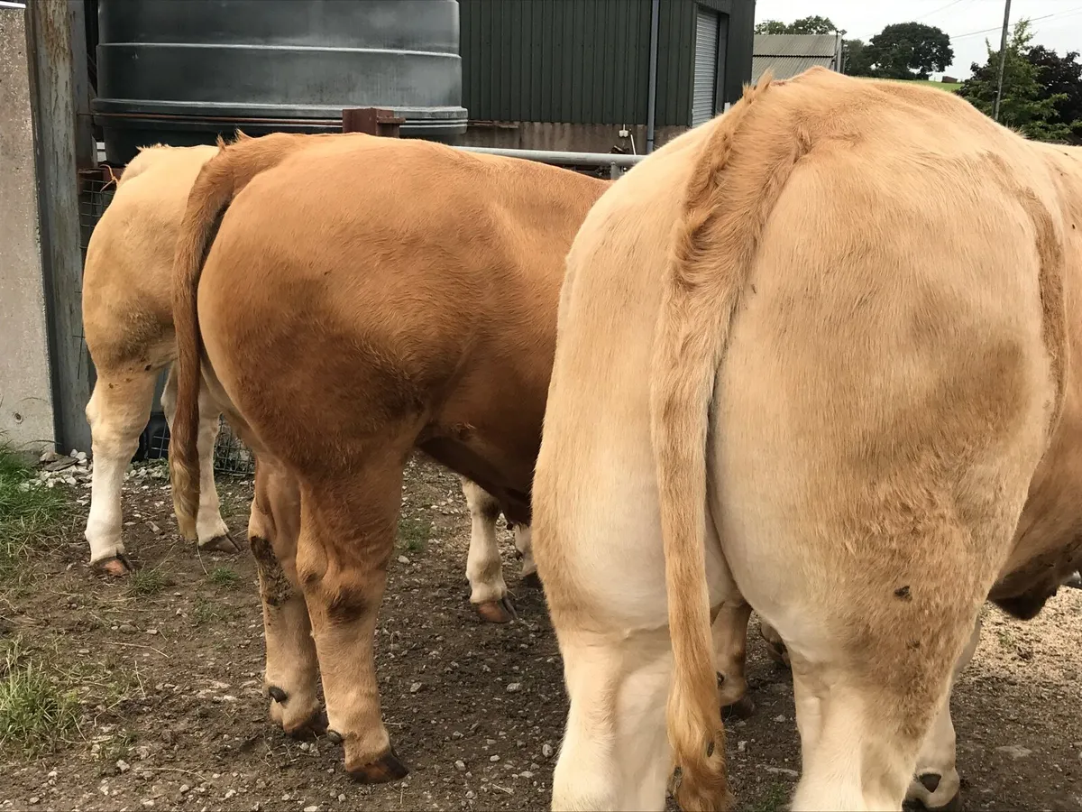 ⭐️ FORWARD CHAROLAIS BULLOCKS ⭐️ - Image 4