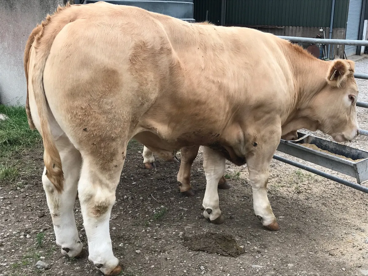 ⭐️ FORWARD CHAROLAIS BULLOCKS ⭐️ - Image 1