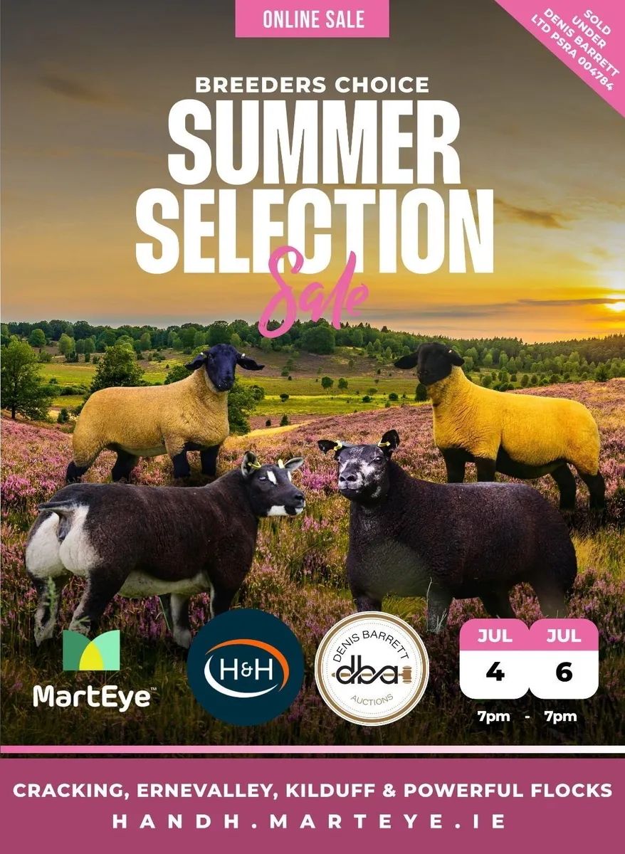 Breeders choice summer selection sale - Image 1