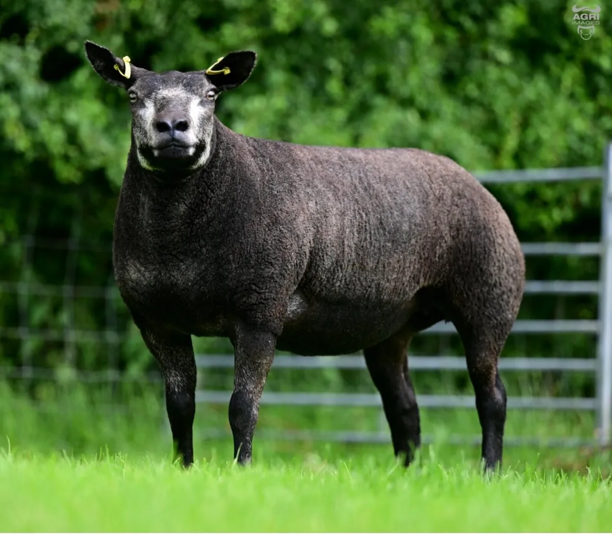 Breeders choice summer selection sale - Image 2