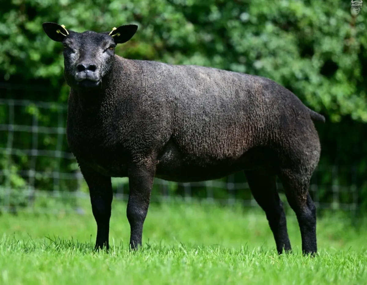 Breeders choice summer selection sale - Image 3