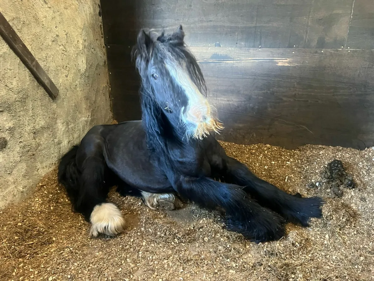 Pony - Image 1