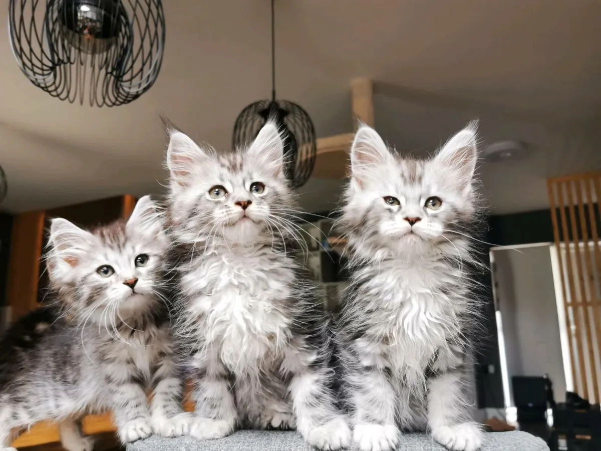TICA Registered maine coon kittens - Image 1