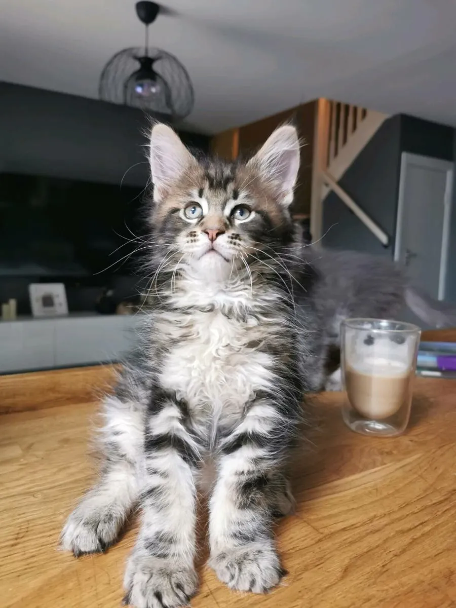 TICA Registered maine coon kittens - Image 3